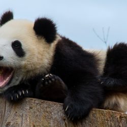 chine-incontournables-pandas