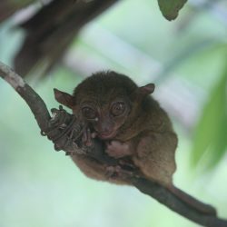 philippines-incontournables-tarsier