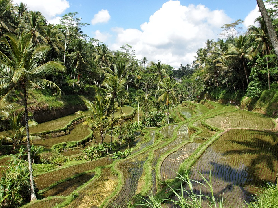 bali-itineraire-Ubud