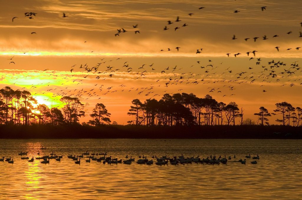 etats-unis-itineraire-Chincoteague-Assateague Island