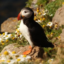 islande-incontournables-macareux