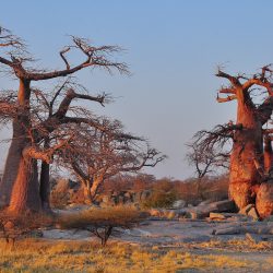 madagascar-incontournables-lesbaobabs