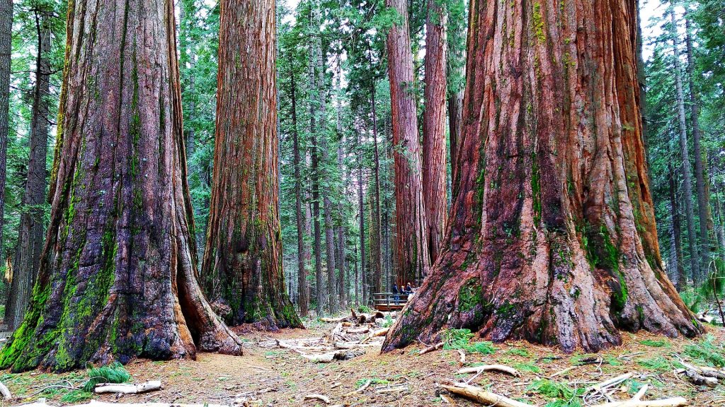 etats-unis-itineraire-Sequoia National Park