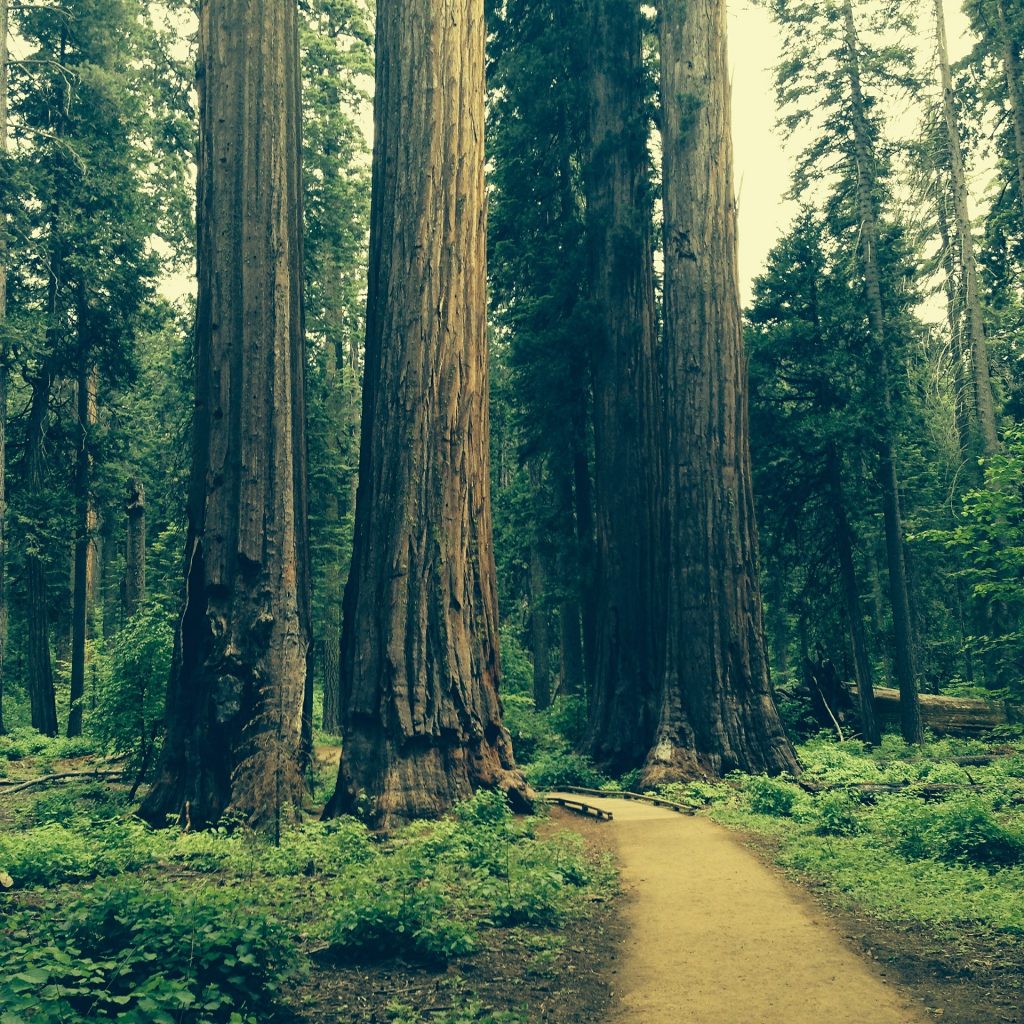 etats-unis-itineraire-Redwood National & State Parks