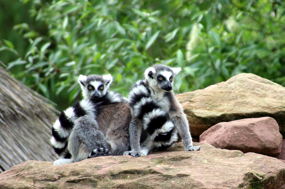 madagascar-itineraire-Andasibe-Mantadia National Park