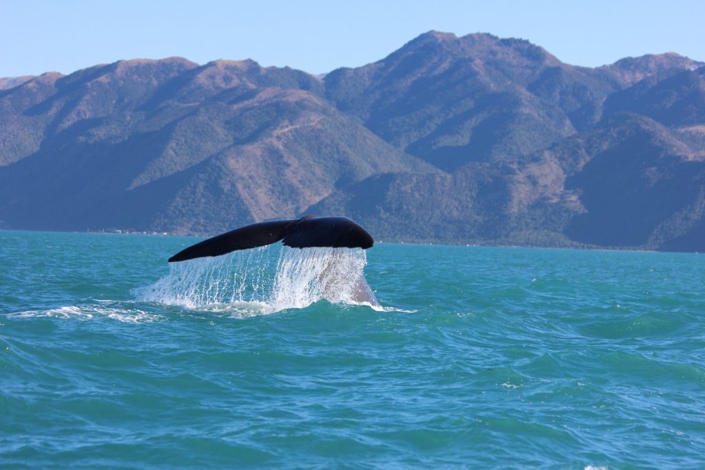 nouvelle-zelande-itineraire-Kaikoura