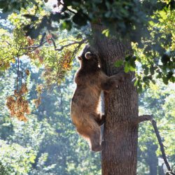 roumanie-incontournables-ours