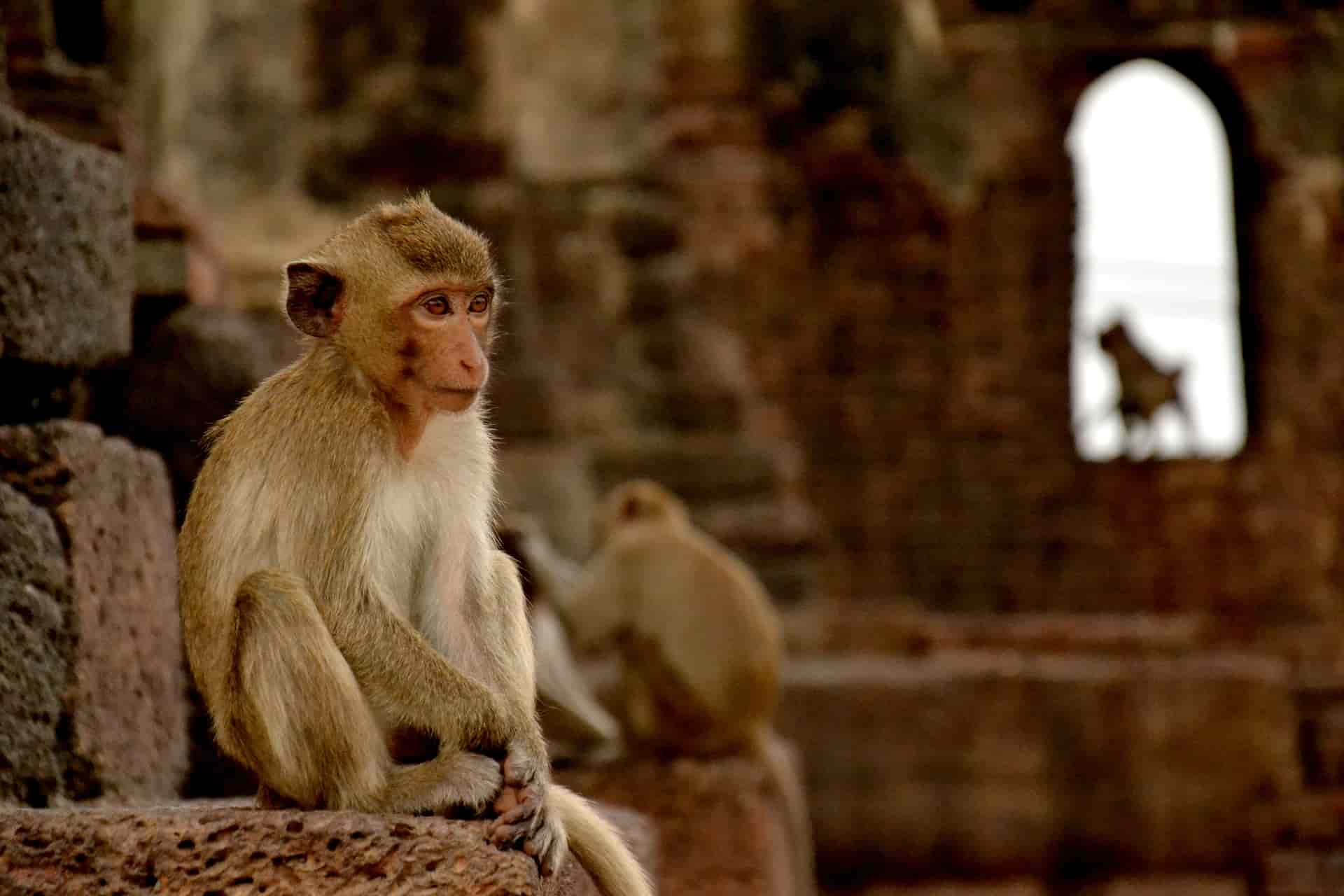 itineraire-thailande-Lopburi