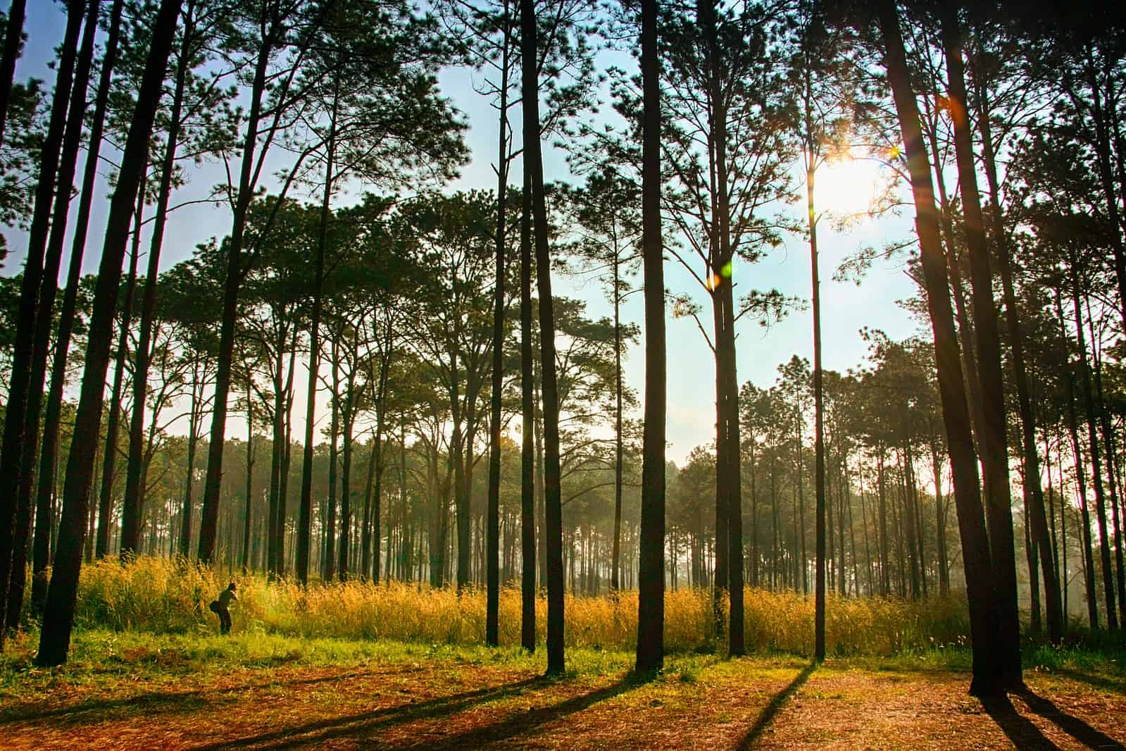 itineraire-thailande-Parc-national-de-Thung-Salaeng-Luang