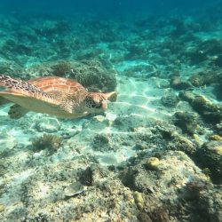 tortue-itineraire-voyage-chypre-snorkelling