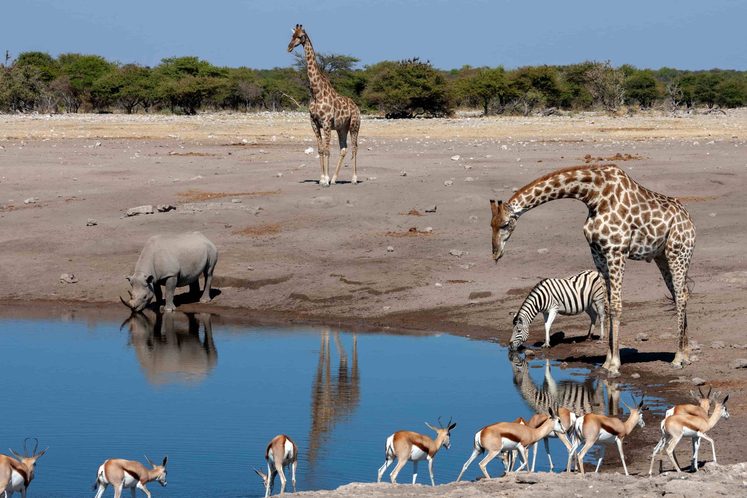 itineraire-1-semaine-namibie-voyage-etosha